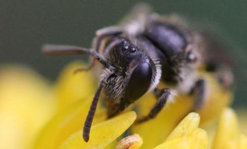 Réf. 274 040 : Andrena sp.